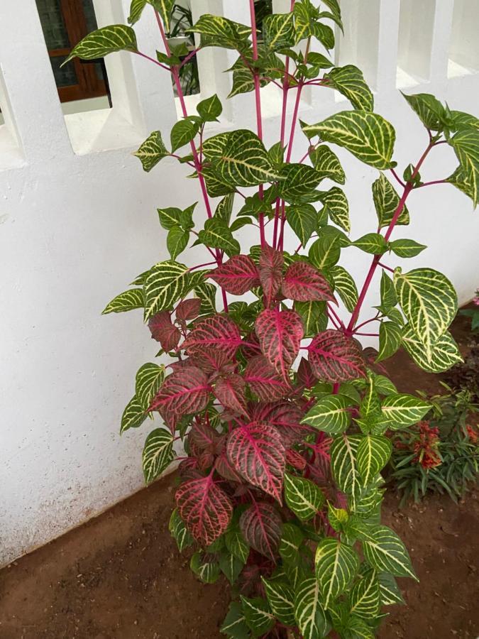 ג'פנה Berty'S Cottage מראה חיצוני תמונה