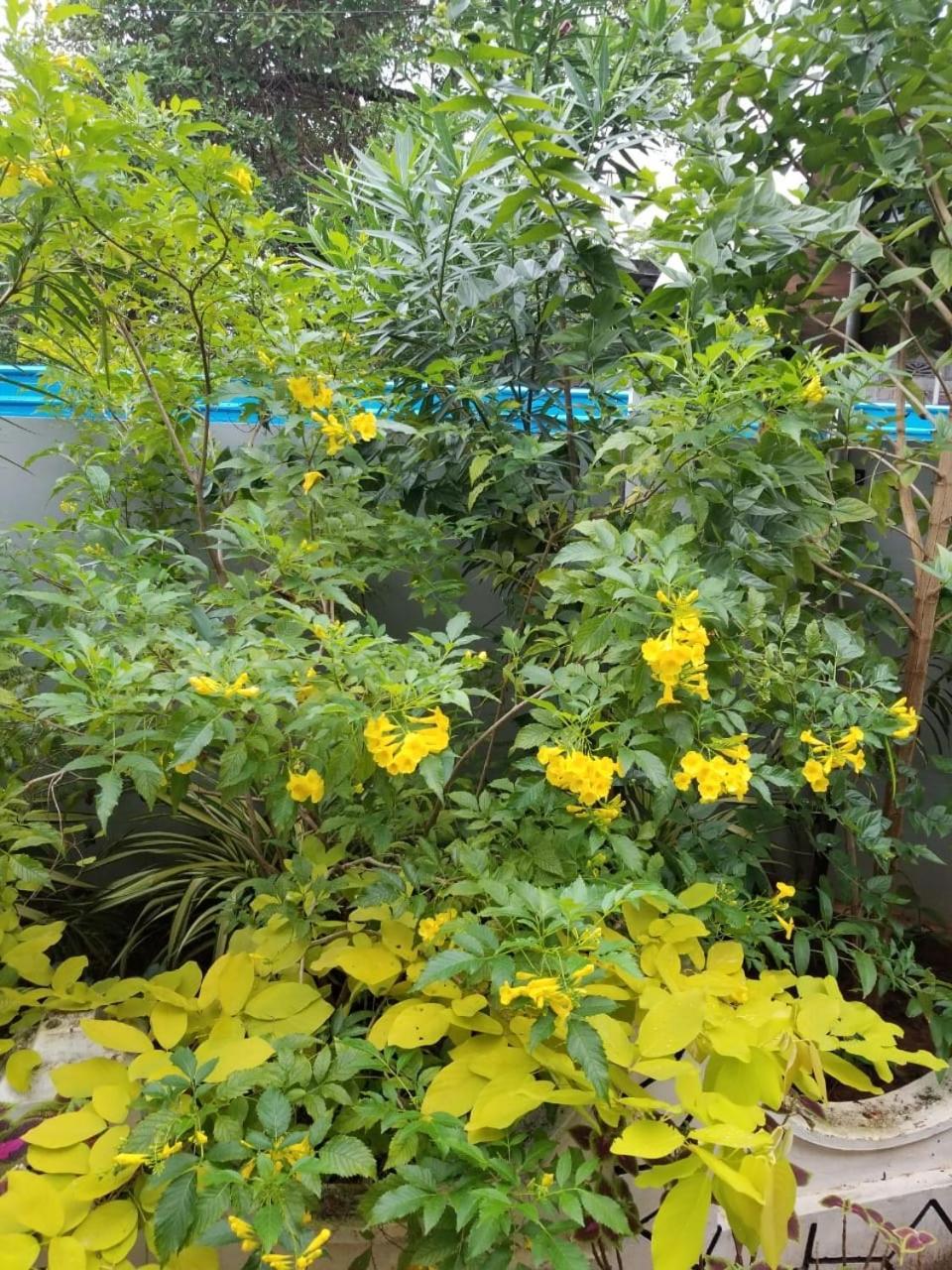 ג'פנה Berty'S Cottage מראה חיצוני תמונה