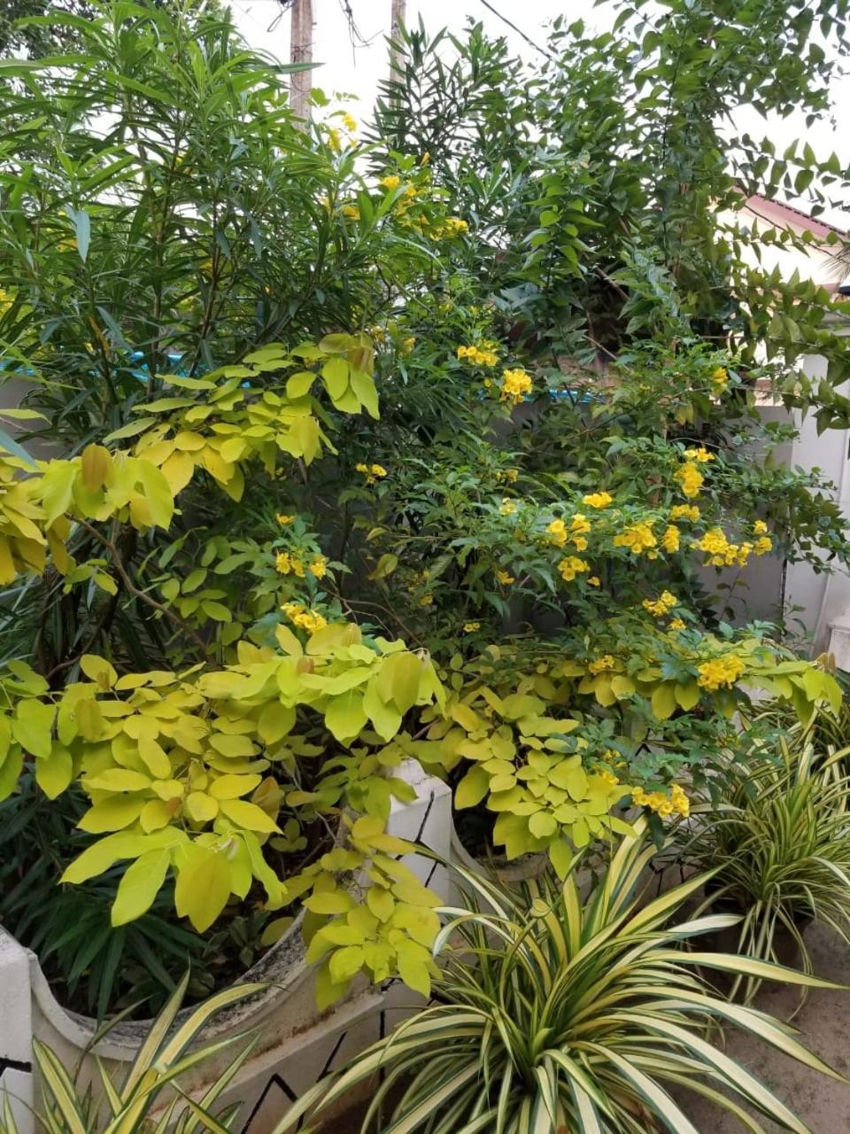 ג'פנה Berty'S Cottage מראה חיצוני תמונה